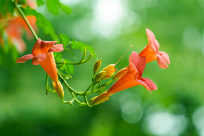 橙花绽放绿意中