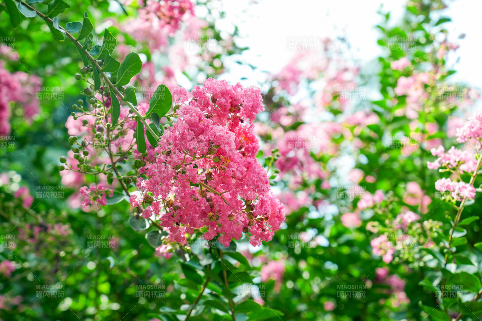 粉花绿叶映春光