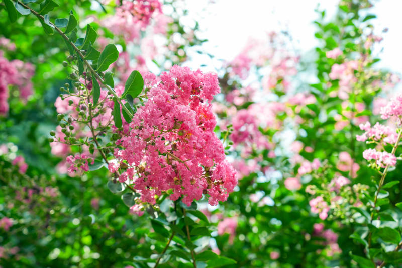 粉花绿叶映春光