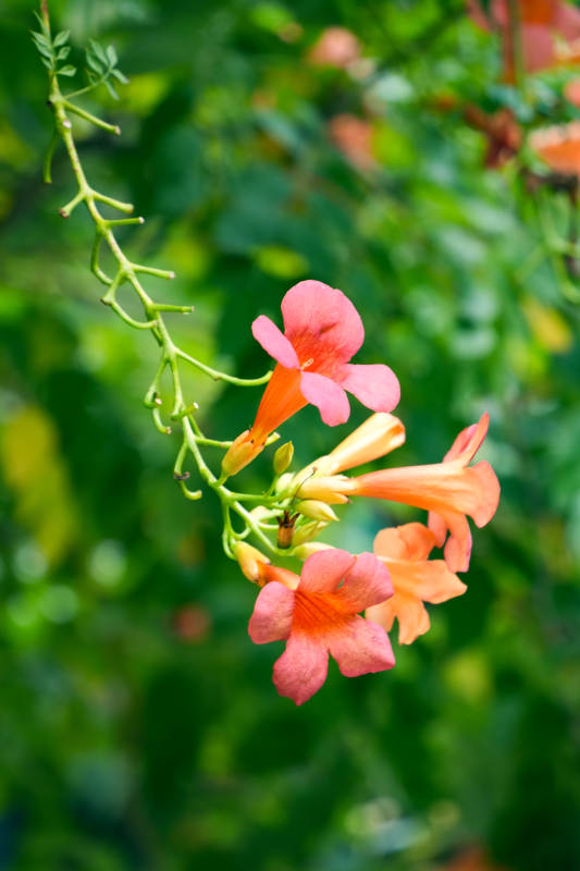 橙色喇叭花绽放