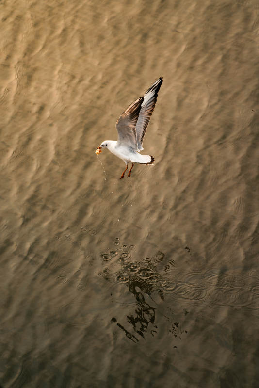 海鸥掠水觅食