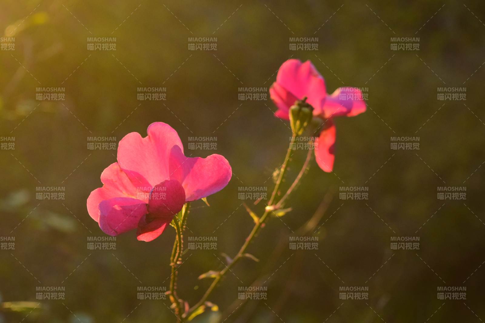 夕阳下的粉红花朵