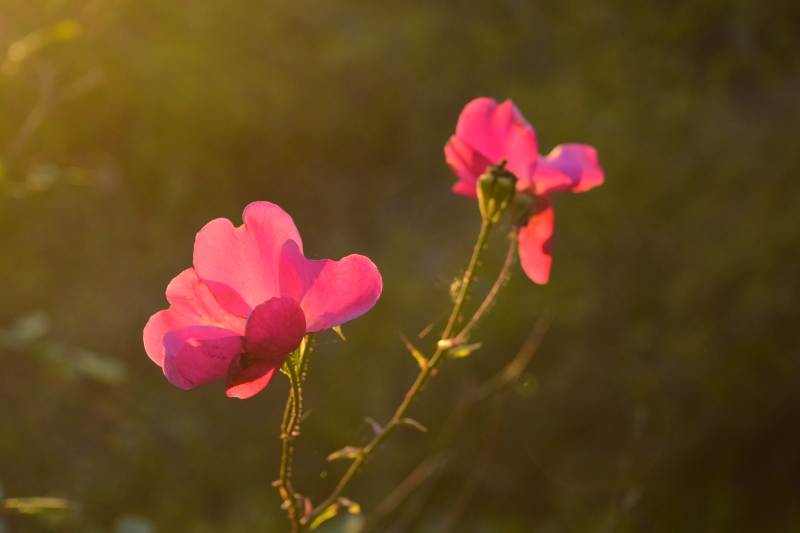 夕阳下的粉红花朵