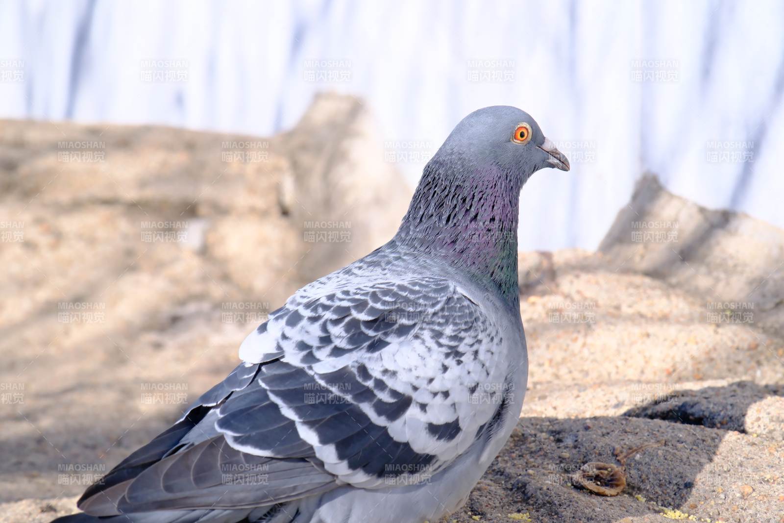 灰鴿靜立石上