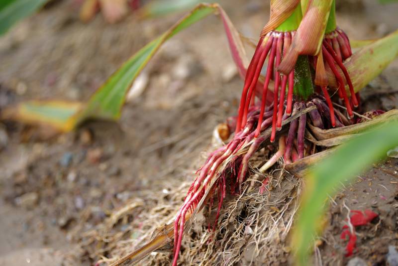 玉米根须特写