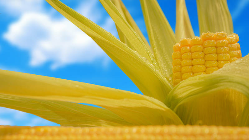 金黄玉米迎蓝天