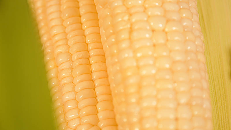 金黄玉米特写