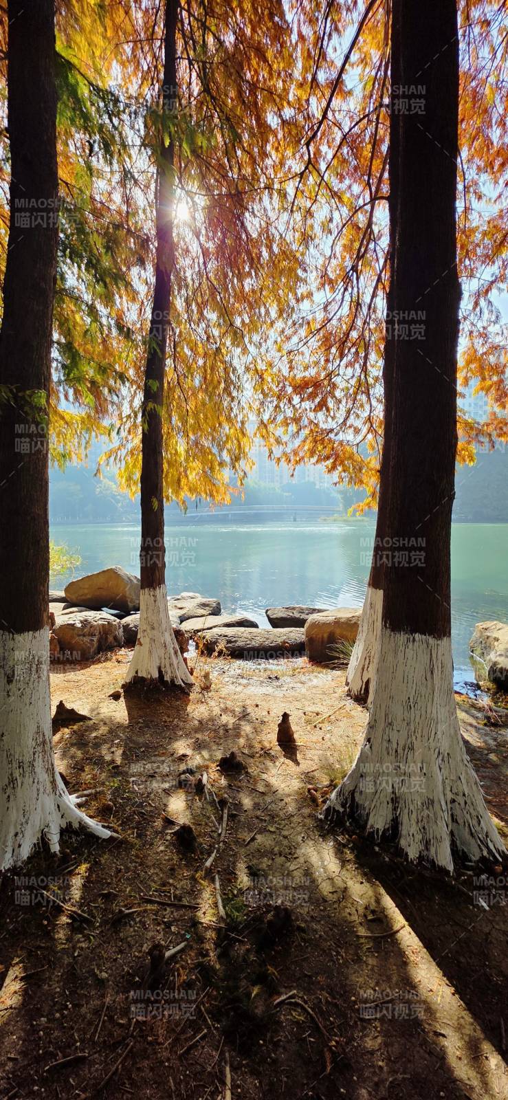 秋林湖畔光影