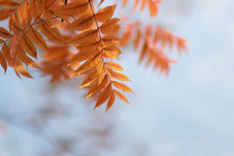 秋叶飘落 橙黄如火