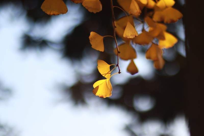 银杏叶黄秋意浓