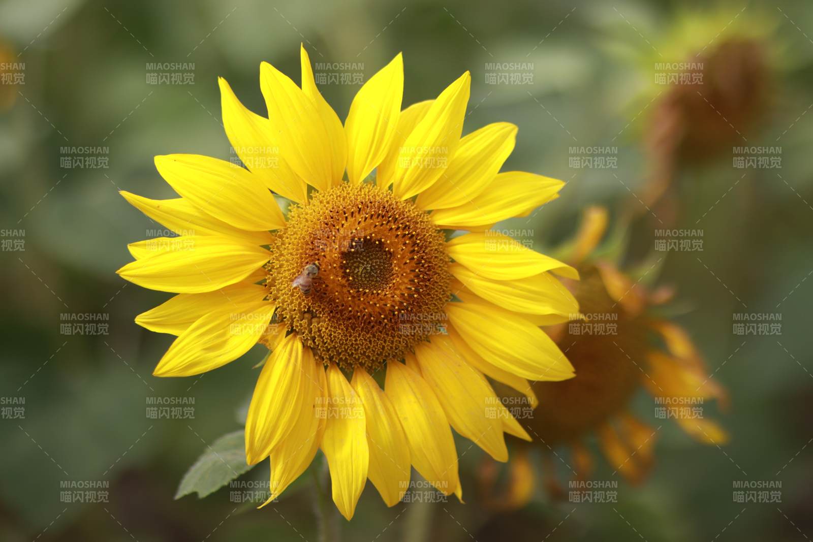 向日葵綻放生機