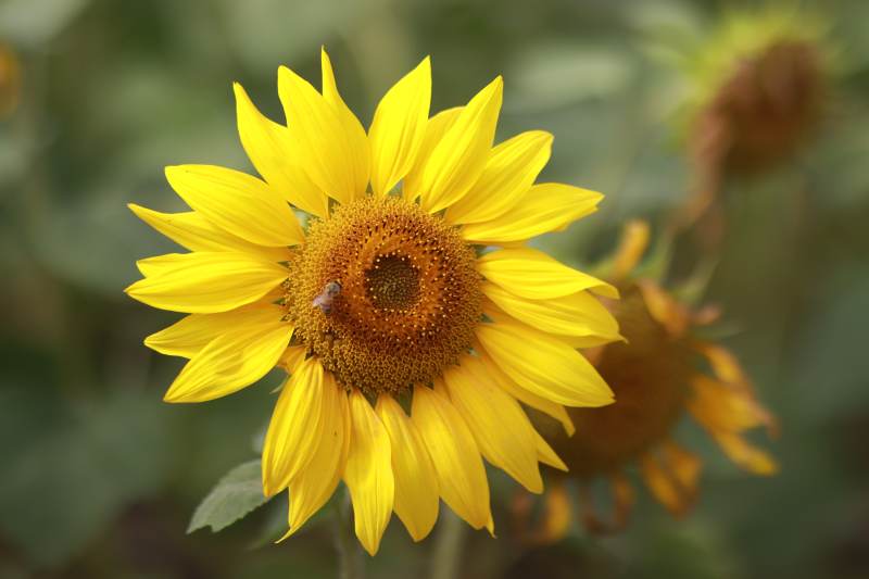 向日葵绽放生机