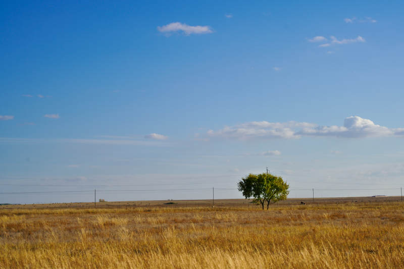 草原上孤树蓝天