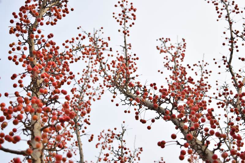 红果缀枝头