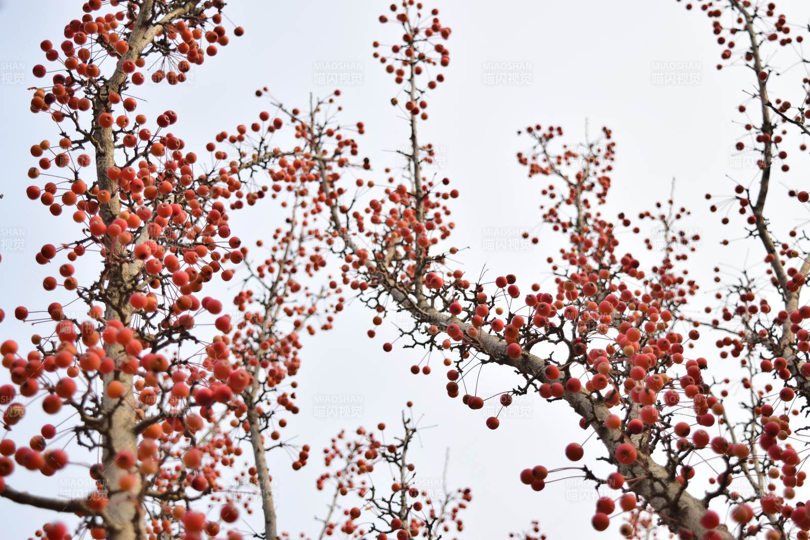 紅果綴枝頭