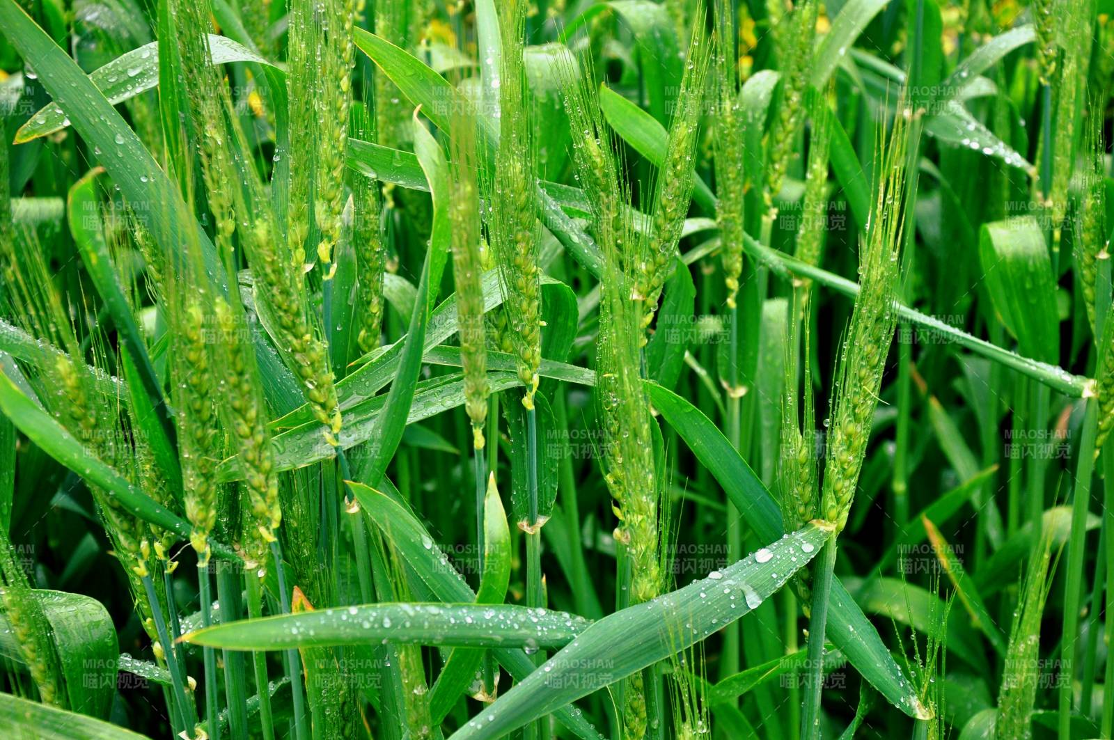 青翠麥田晨露晶瑩