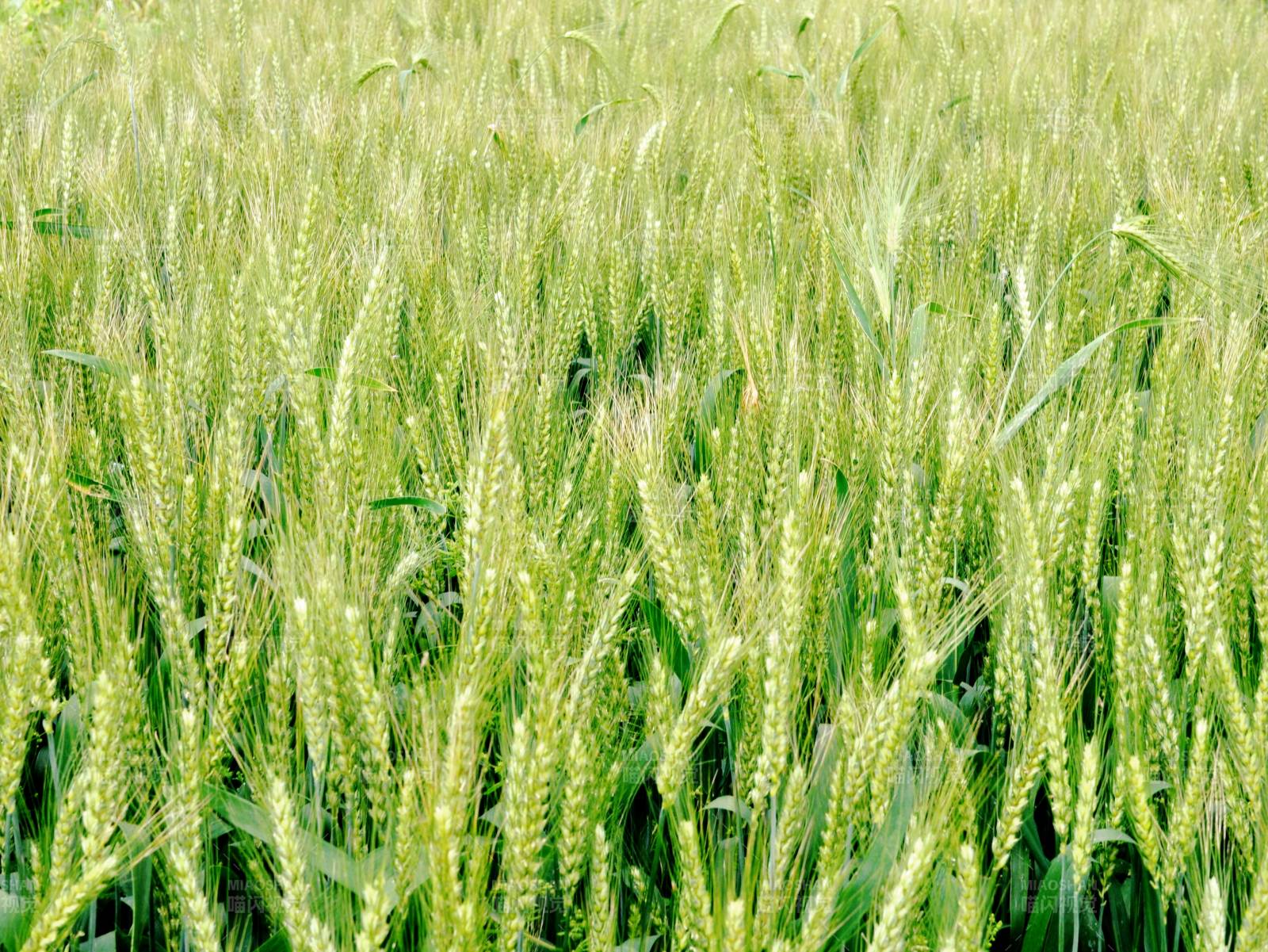 綠意盎然的麥田