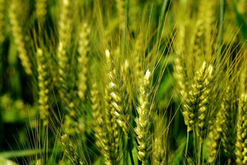 金黄麦穗迎风摇曳