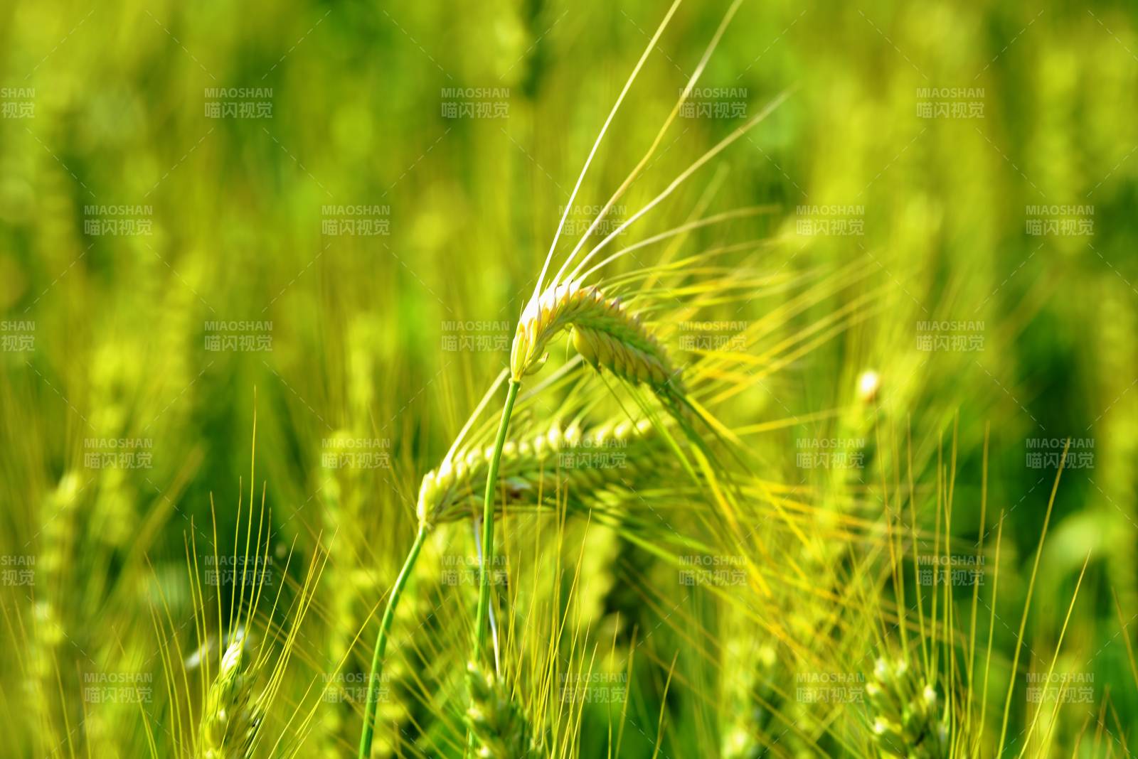 金黃麥穗迎風(fēng)搖曳