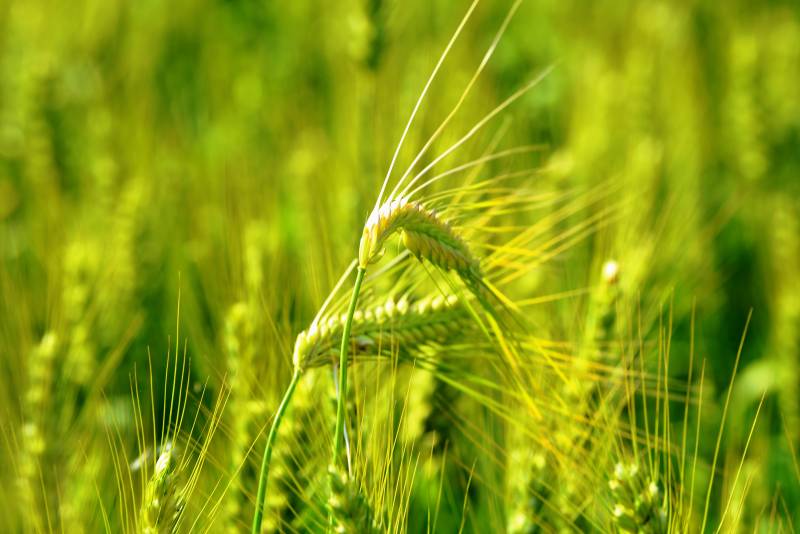 金黄麦穗迎风摇曳