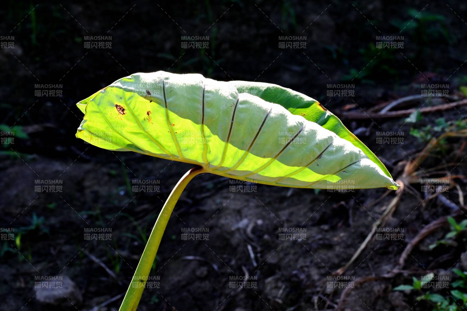 農田里那一片迎光芋艿葉