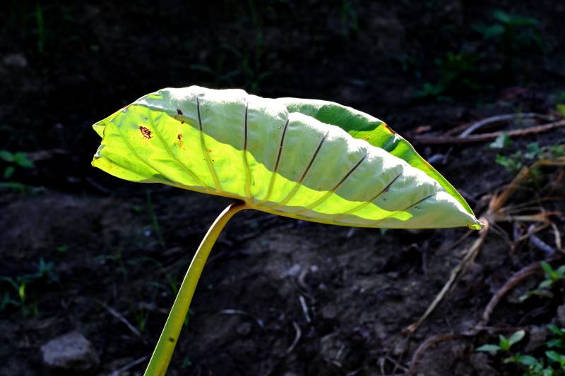 农田里那一片迎光芋艿叶