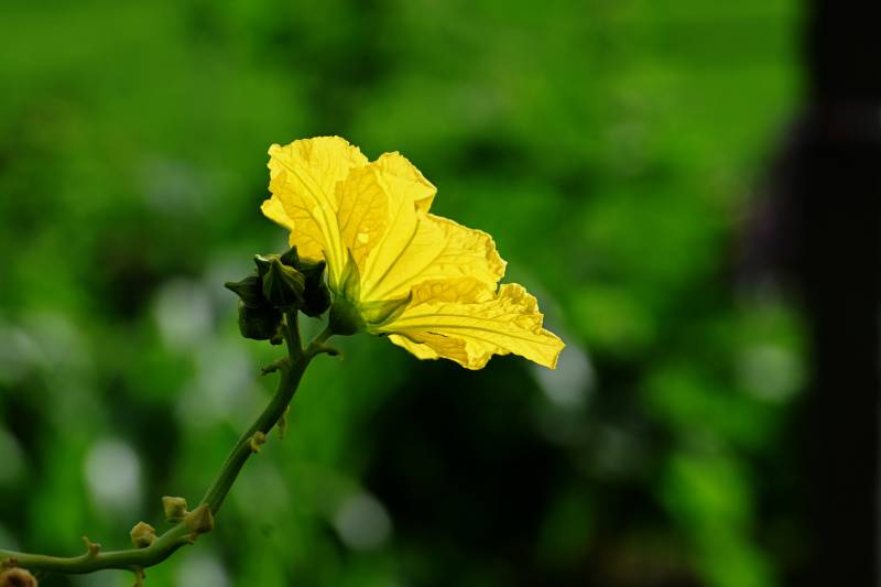 黄花绽放绿意中