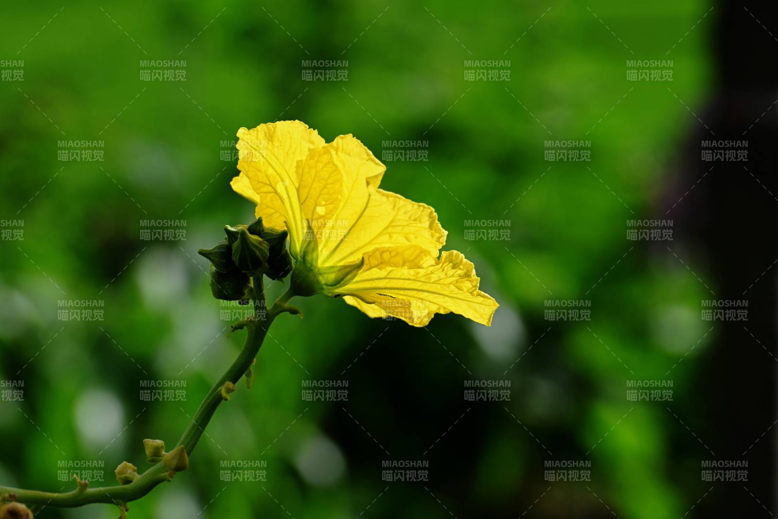 黃花綻放綠意中