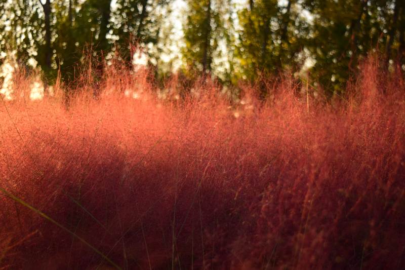 红草如雾 林影朦胧