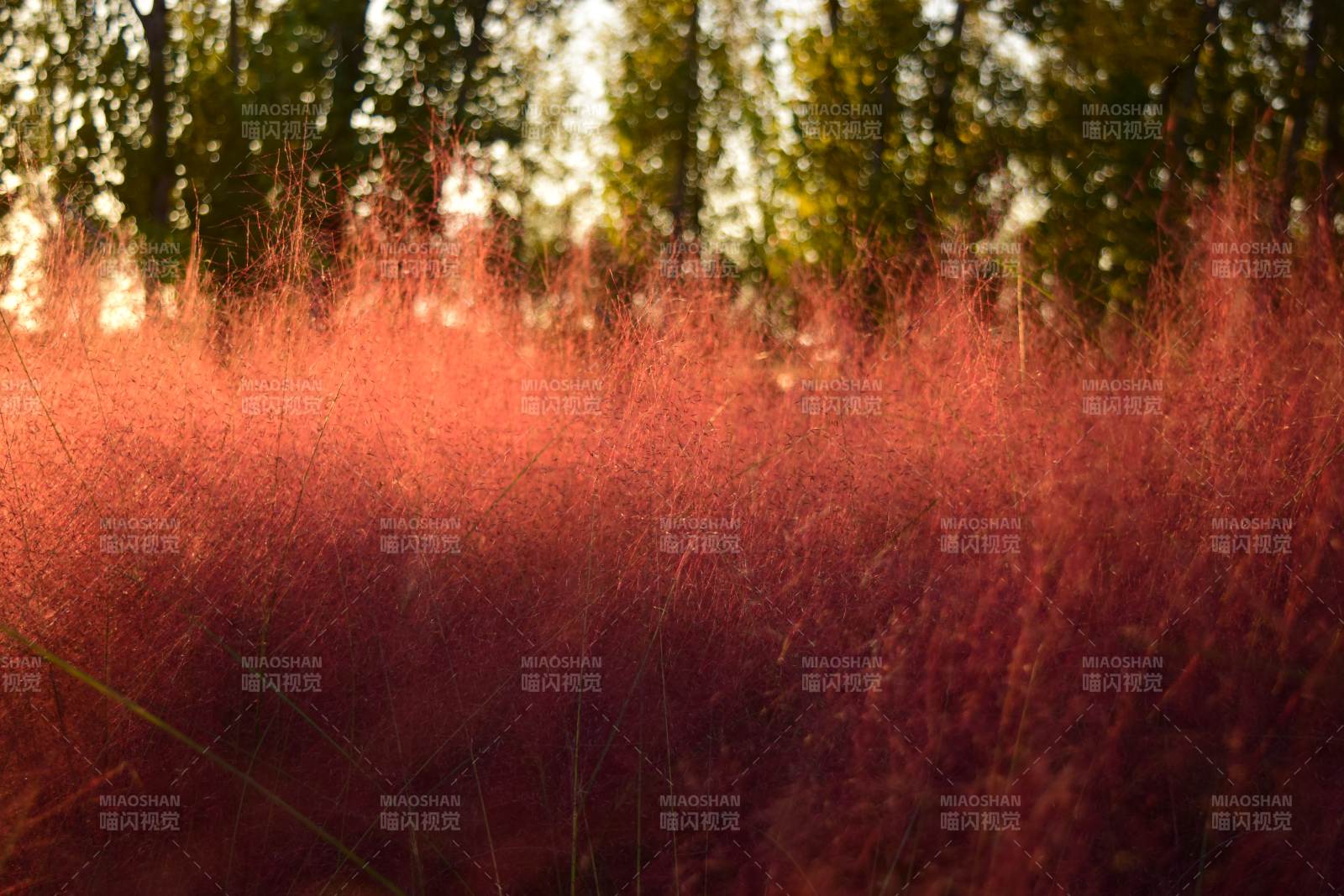 紅草如霧 林影朦朧