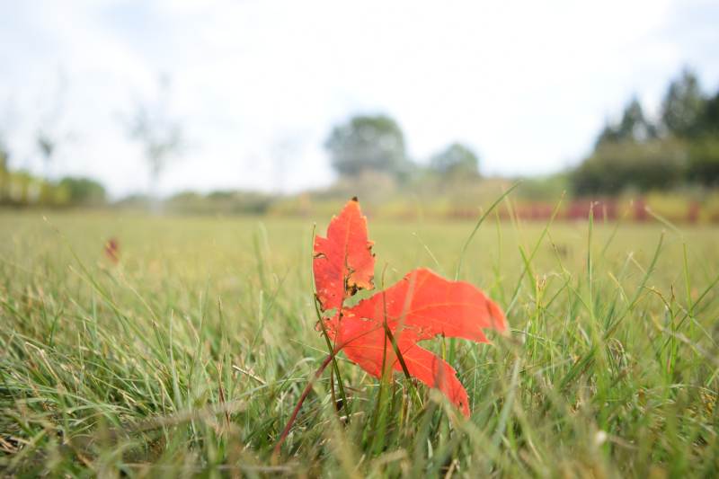 秋叶静卧绿草间