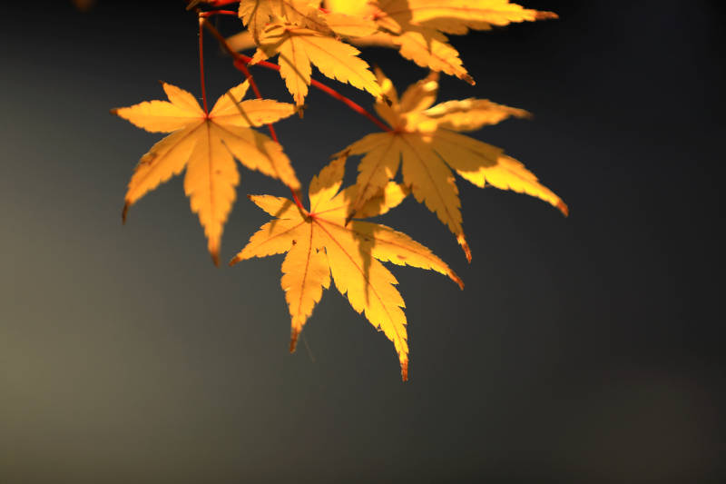 金色的枫叶光影特写