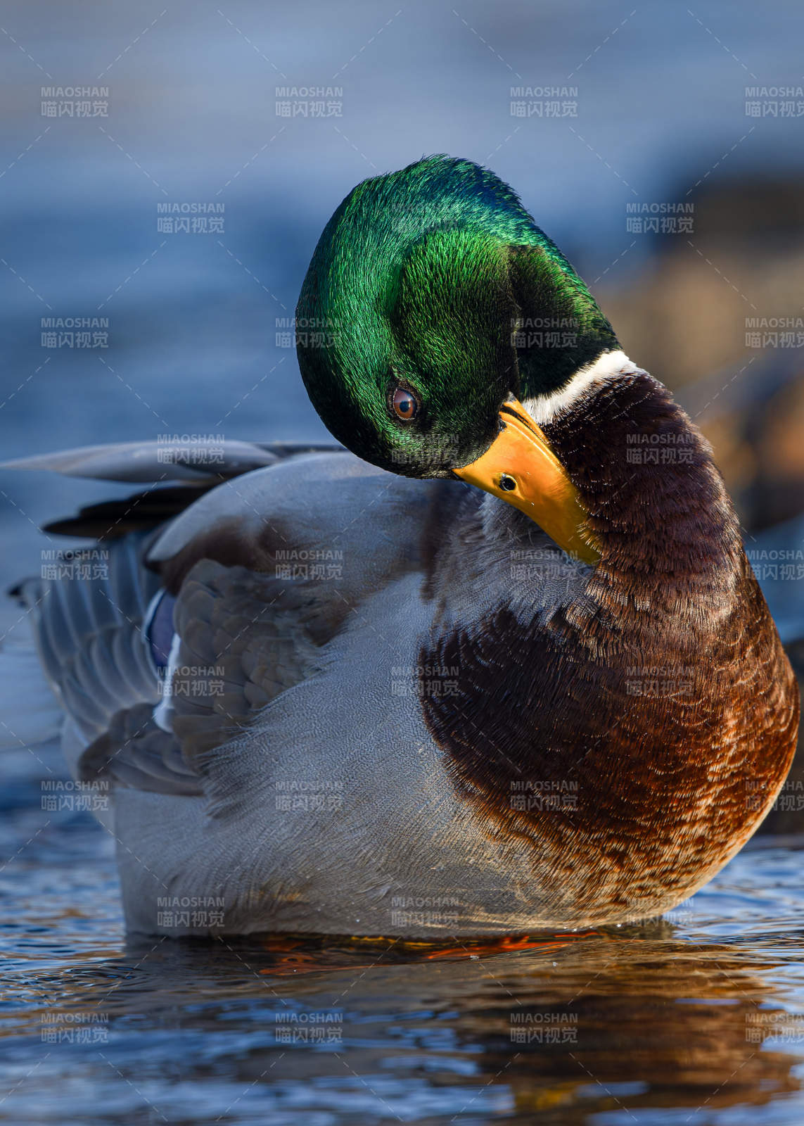 绿头鸭水中休憩