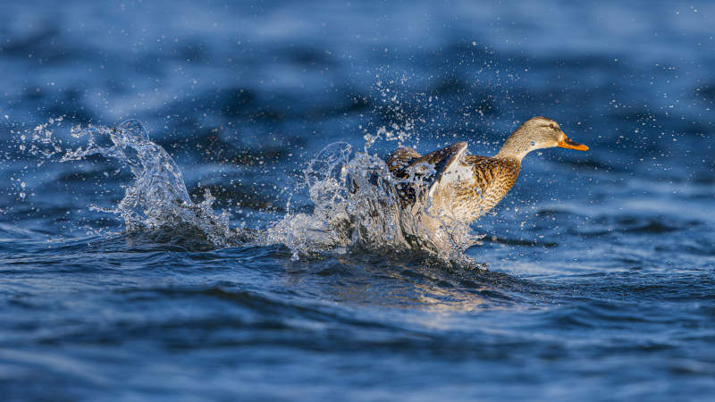 鴨子戲水濺起浪花