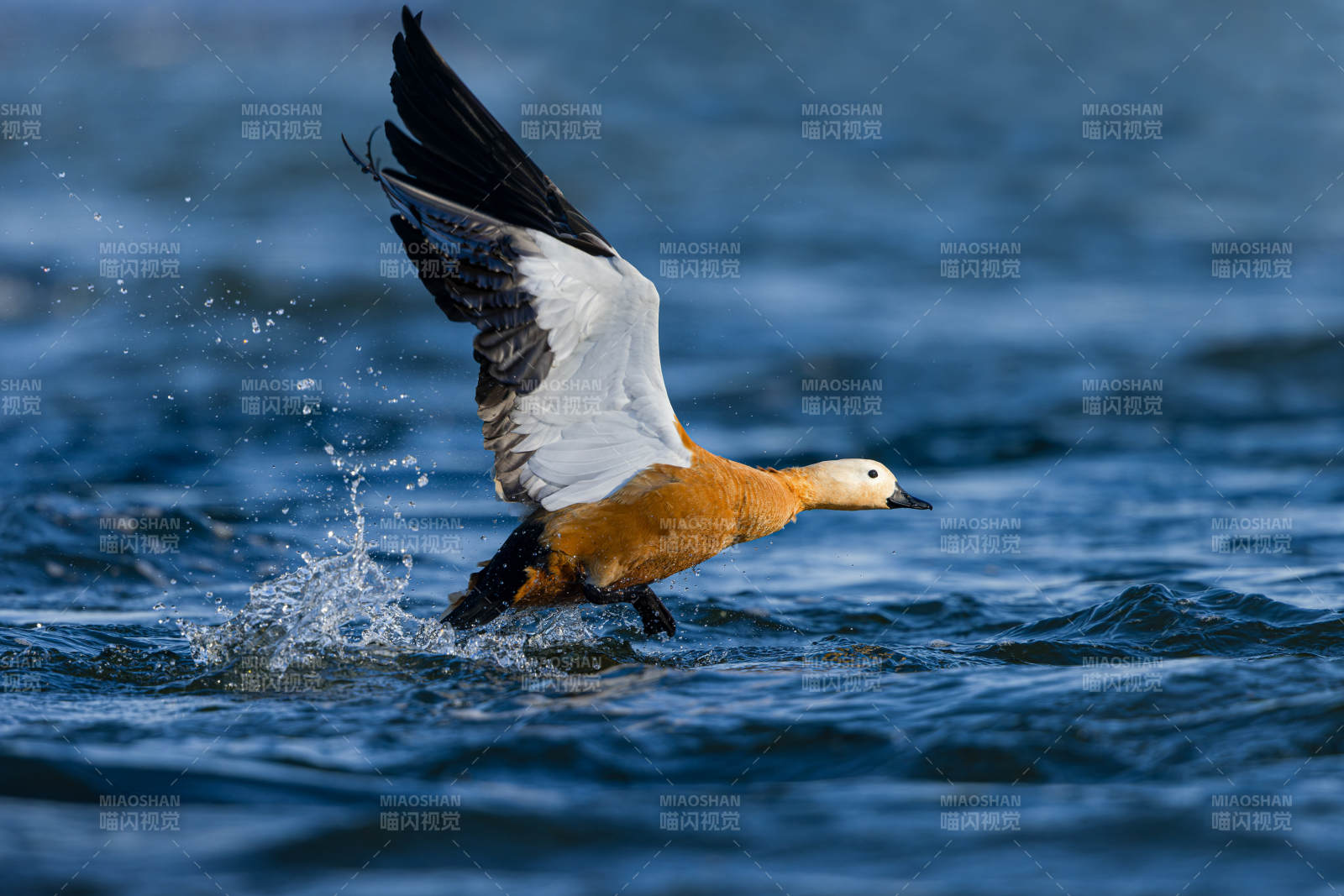 鸭子振翅起飞