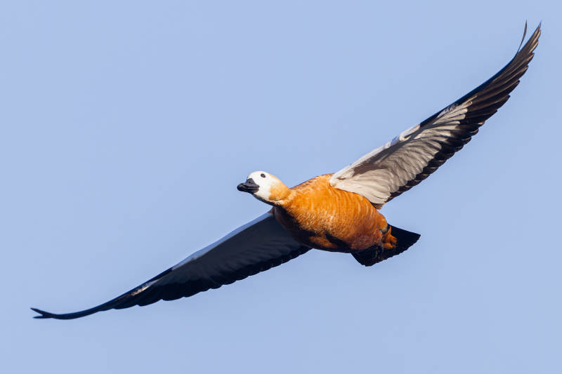 飛翔的橙色鴨子