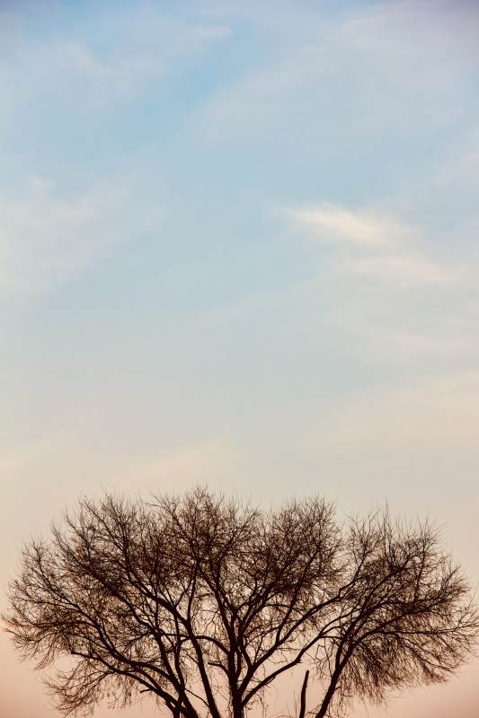 孤樹剪影映天際