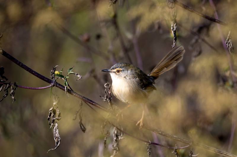 小鳥棲枝 靜謐自然