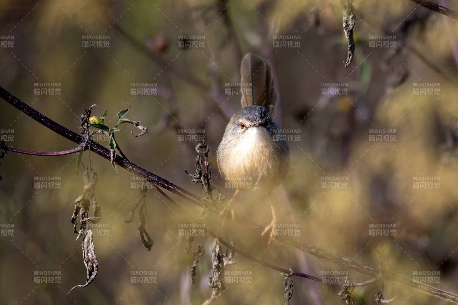 小鸟栖枝 静谧自然
