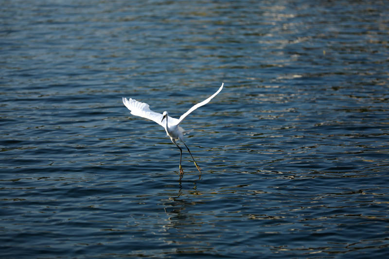 白鷺掠水飛翔