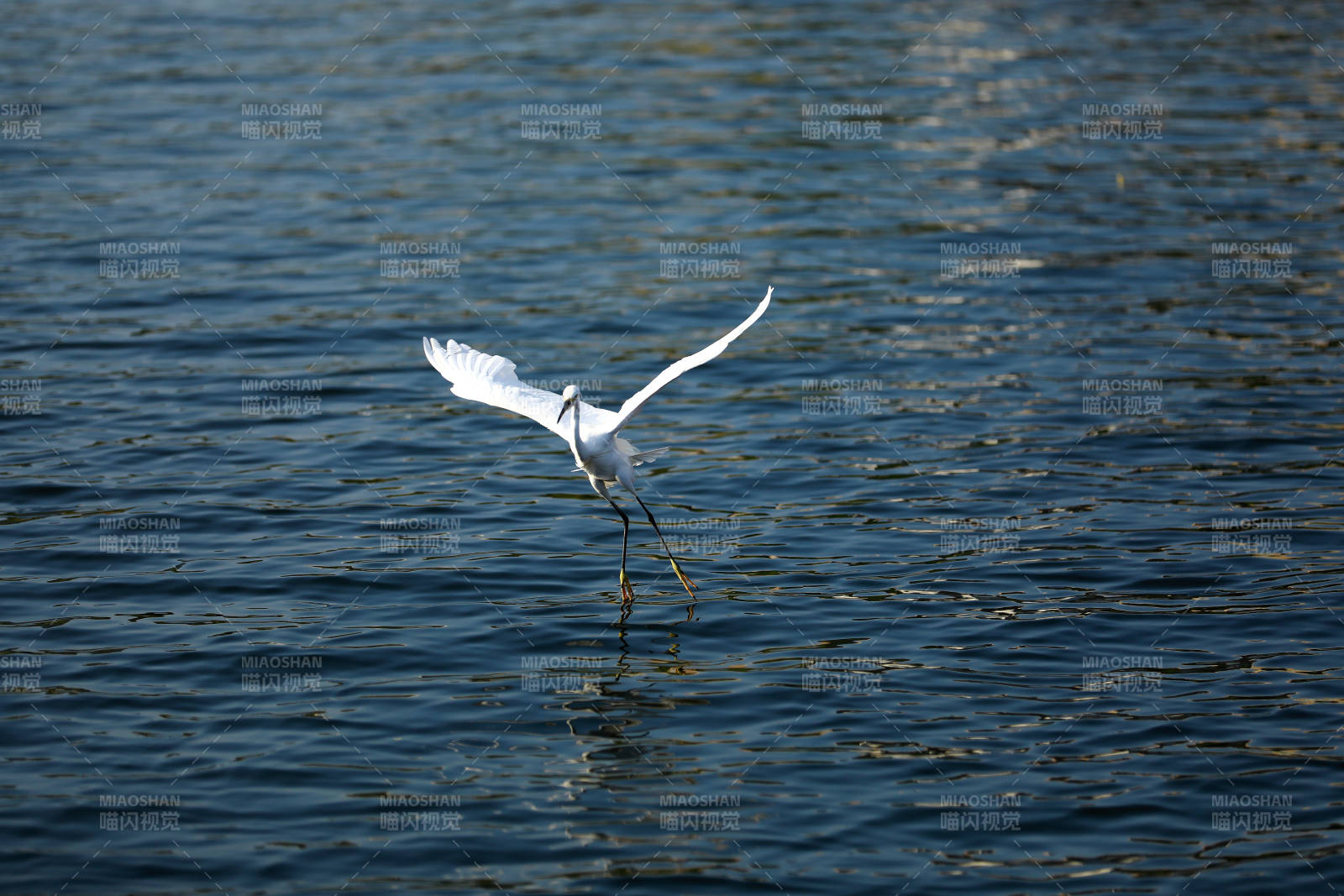 白鷺掠水飛翔