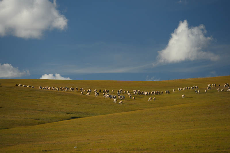 草原羊群悠然自得