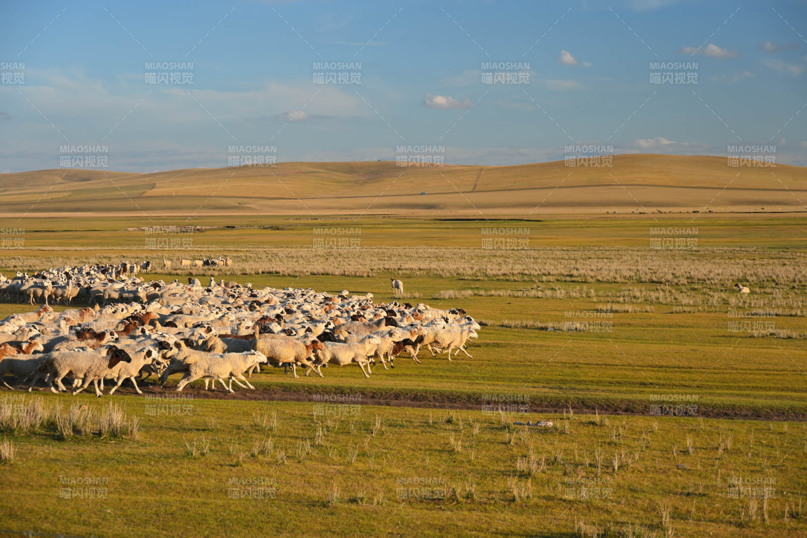 草原羊群奔跑