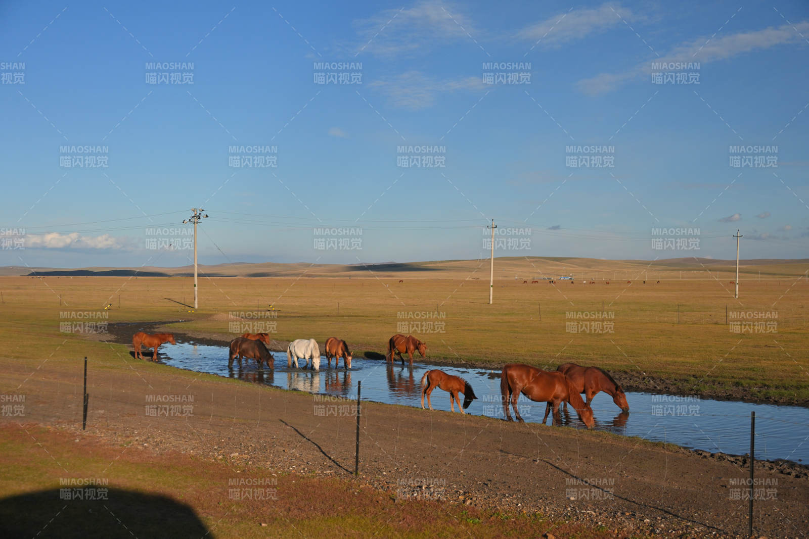 草原马群饮水图