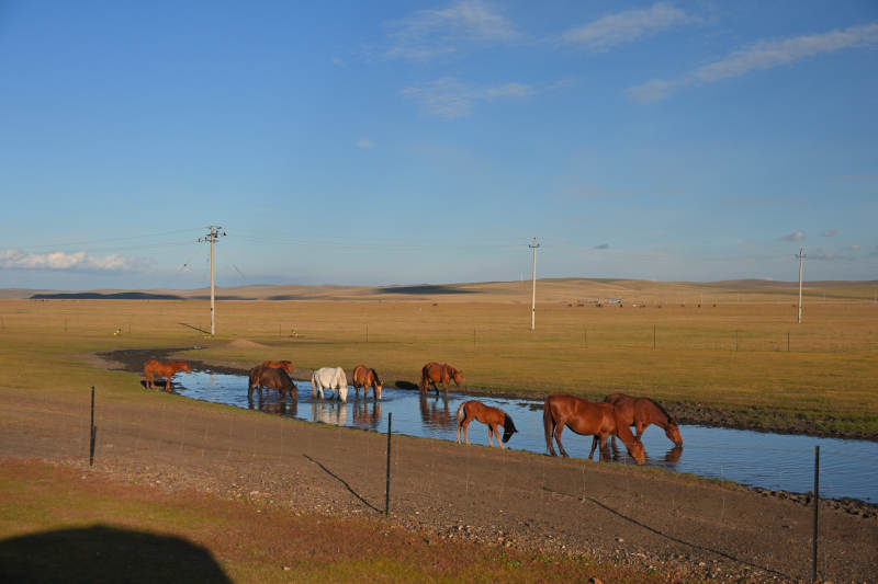 草原馬群飲水圖