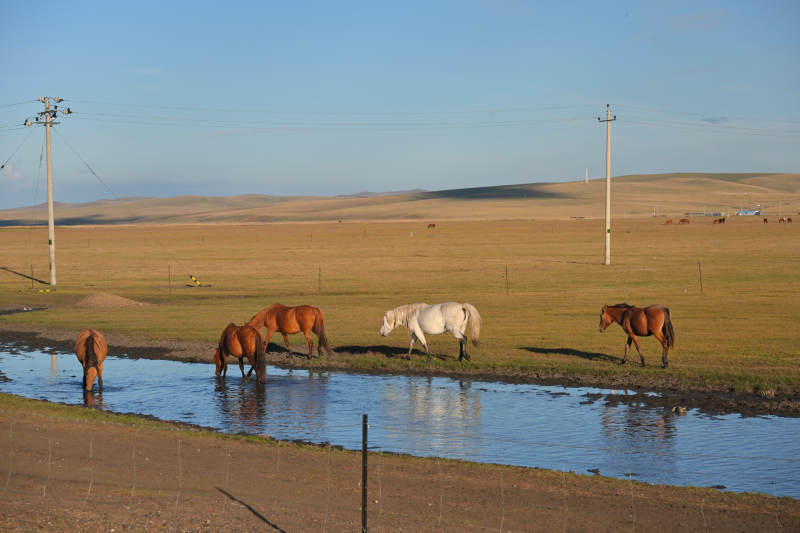 草原上的馬群飲水