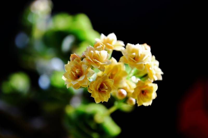 淡黃長壽花綻放枝頭