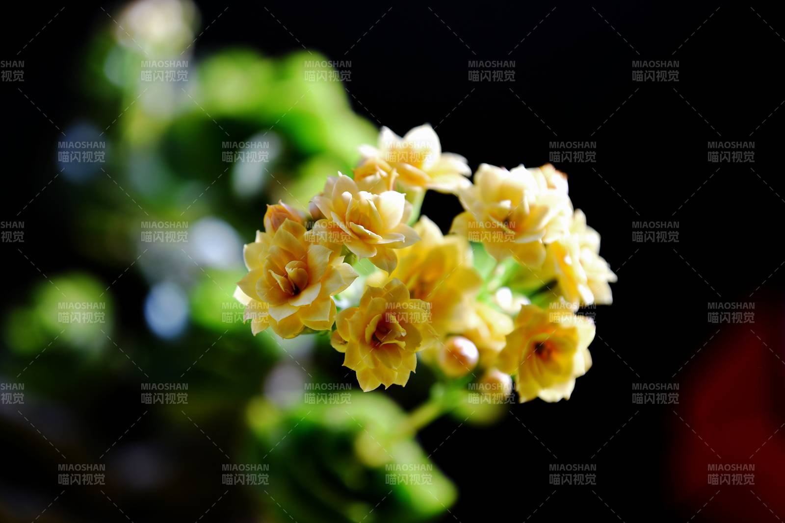 淡黄长寿花绽放枝头