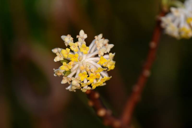 黃白小花綻放枝頭