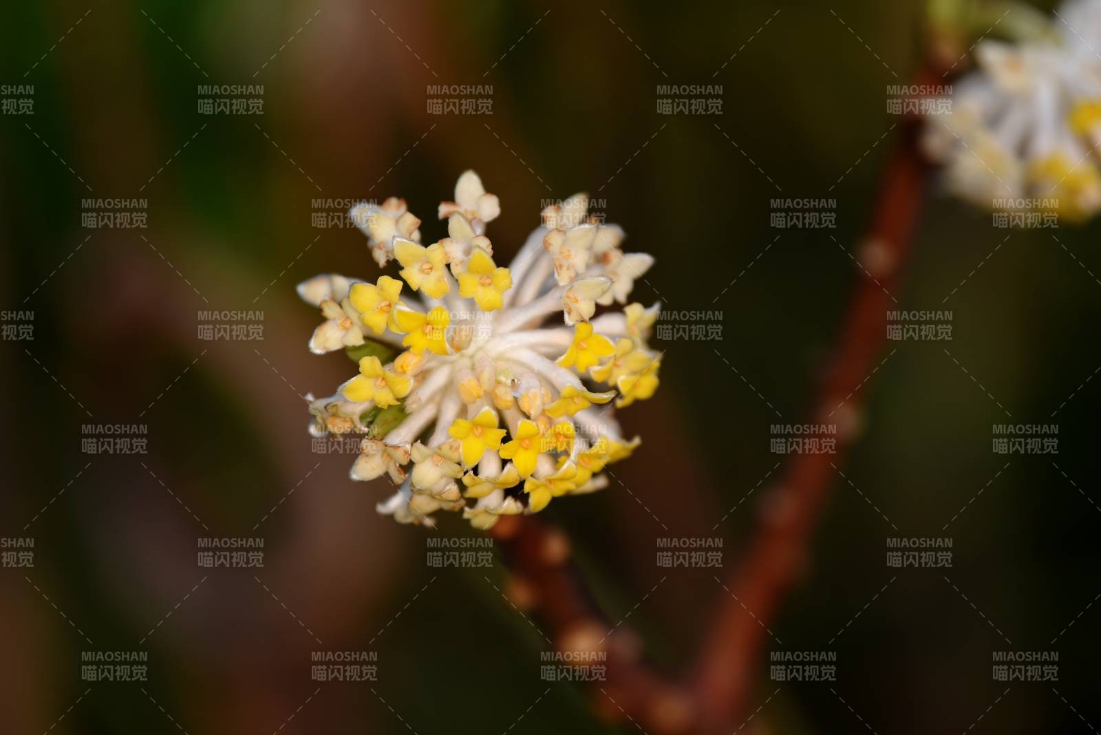 结香花绽放枝头